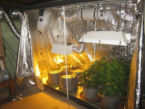 Diy Grow Tent, Garlic Planting, Diy Ac, Indoor Grow, Pinterest Garden, Tent Set Up, Grow Room, Grow Tent, Plant Lighting