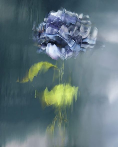 Bokeh Portrait, Underwater Flowers, Underwater Portrait, Underwater Photographer, Nothing But Flowers, Figurative Artwork, Diy Photography, International Artist, Canadian Artists