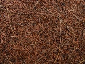 Pine Needle Mulch, Gardening Lettuce, Hydroponic Gardening For Beginners, Gardening In Florida, Composting Ideas, Helping Nature, Gardening Vertical, Soil Fertilizer, How To Compost