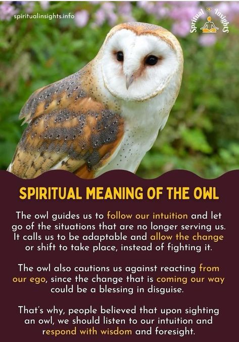 Owl Spirit Guide, Spiritual Meaning Of Owls, Owl Spiritual Meaning, Spiritual Animals, Owl Symbolism, Drawing Story, Spirit Animal Meaning, Owl Wisdom, Healing Bible Verses