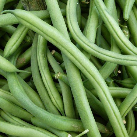 Blue Lake FM1K Pole Bean Seeds (Treated) - 25 Lb Bulk - Non-GMO, Heirloom - Green Bean Vegetable Garden Seeds - Phaseolus vulgaris Green Bean Growing, Grow Green Beans, Green Beans Benefits, Beans Benefits, Green Bean Seeds, Low Fiber Foods, Low Residue Diet, Growing Green Beans, Low Fiber Diet