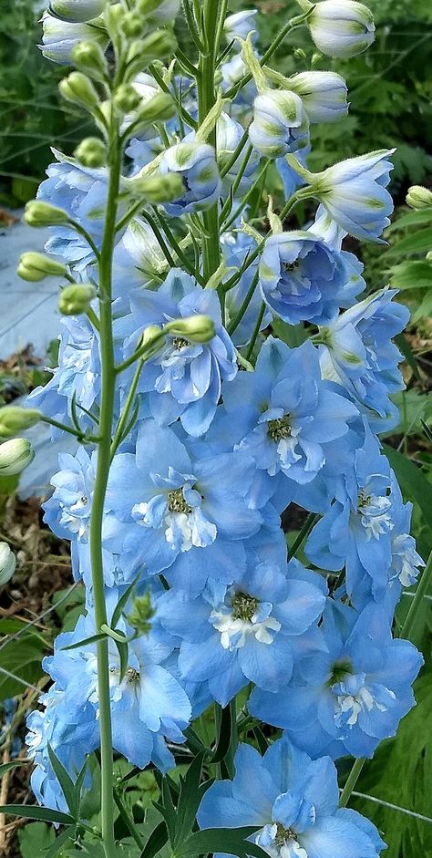 Blue Flowers Delphinium, Maleficent Oc, Blue Flower Garden, Delphinium Flower, Blue Flowers Garden, Delphinium Flowers, Flower Types, Flower Identification, Blue Delphinium