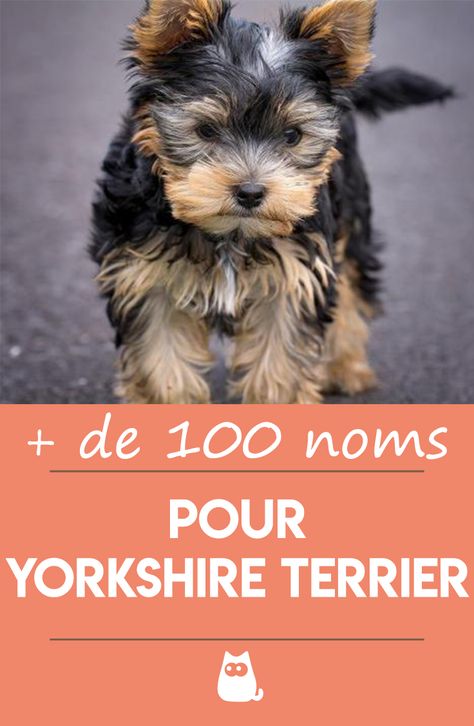 En panne d'inspiration ? Découvrez notre liste de + de 100 idées de noms pour Yorkshire Terrier !  #YorkshireChiot #Yorkshire #YorkshireNain #NomDeChien #ChiensEtChiots Yorkie Lovers, Animals Of The World, Yorkshire Terrier, Yorkie, Yorkshire, Education, Dogs, Animals