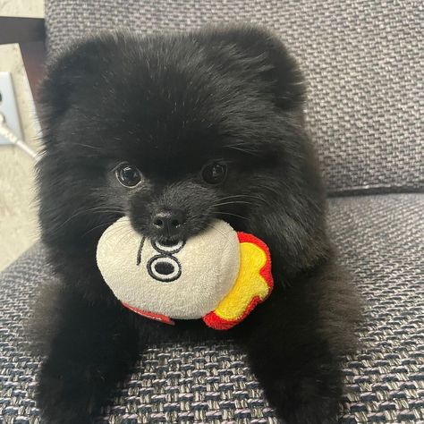 Pomeranian Dog Black, Pomeranian Puppy Black, Black Pomeranian Puppy, Pomeranian Black, Black Pomeranian Puppies, Toy Pomeranian, Puppies With Blue Eyes, Spitz Pomeranian, Black Pomeranian