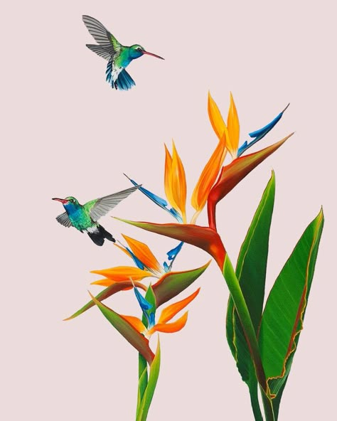 Original art, exotic flowers and hummingbirds make up this colourful giclee print. #art #prints #giclee #tropical #birds #hummingbirds #pink Hummingbird Print, Hummingbird With Flowers, Exotic Illustration, Hummingbird Artwork, Birds Of Paradise Flower, Hummingbird Painting, Hummingbird Art, Candles For Sale, Canadian Art