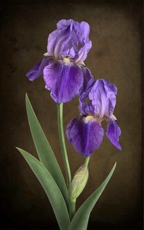 Iris Watercolor, Purple Iris Flowers, Iris Art, Iris Painting, Future Garden, Decoupage Glass, Flowers Photography Wallpaper, Flower Inspiration, Flower Sketches