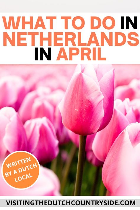 Dutch Countryside, Tulip Field, Spring Travel, Flowers Tulips, Tulip Fields, Spring Trip, Spring Tulips, Tulips Flowers, Flower Field