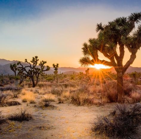 Top 10 National Parks To Visit On Your Next Vacation - Travel Off Path Joshua Tree Airbnb, Salvation Mountain, Best National Parks, Joshua Tree California, Drawn Map, Plan With Me, Walking Routes, Kayak Trip, California National Parks