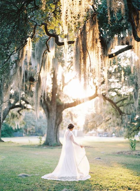 Bridal Portrait Under Oak Tree with Spanish Moss by Nicole Berrett Photography | The Pink Bride®️️ www.thepinkbride.com Ribault Club Wedding, Flagler Museum, Nola Wedding, North Florida, Wedding Sparrow, Bridal Pictures, Bridal Poses, Bride Portrait, Spanish Moss