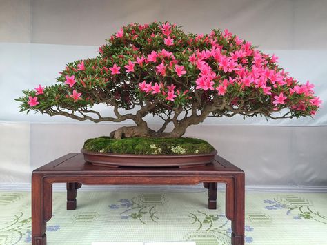 Not to Swamp You with So Many Flowering Bonsai… | Bonsai Bark Bonsai Tree Garden, Bonsai Azalea, Flowering Bonsai, Buy Bonsai Tree, Bougainvillea Bonsai, Bonsai Making, Bonsai Tree Types, Bonsai Tree Care, Juniper Bonsai