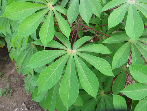 Image result for cassava plant Cassava Farming, Cassava Plant, Tree Of Life Tattoo Design, Tattoo Tree Of Life, Cassava Leaves, Cassava Leaf, Homestead Layout, Aesthetic Tree, Drawing Trees