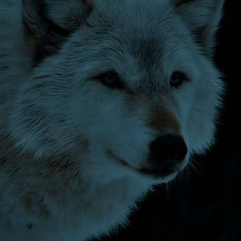 Blue Werewolf Aesthetic, Wolf Aesthetic Pfp, Wolf Pfp Aesthetic, Wolf Girl Aesthetic, Blue Wolf Aesthetic, Werewolf Girl Aesthetic, Wolf Icon Aesthetic, White Wolf Aesthetic, Wolf Pfp