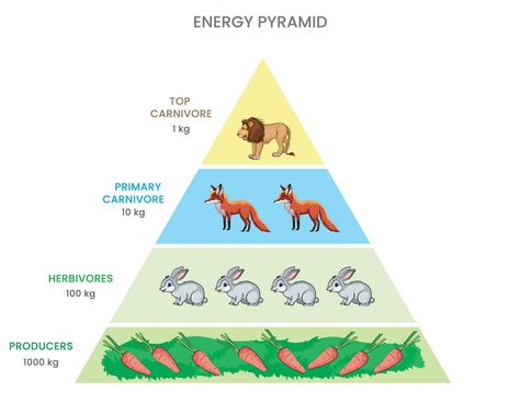 Energy pyramid or Food pyramid Shows energy flow through trophic levels, diminishing with each transfer Best Chocolate Bundt Cake Recipe, Trophic Level, Easy Custard, Cake Pizza, Energy Pyramid, Banana Smoothie Recipe, Pizza Sandwich, Pasta Food, Food Pyramid