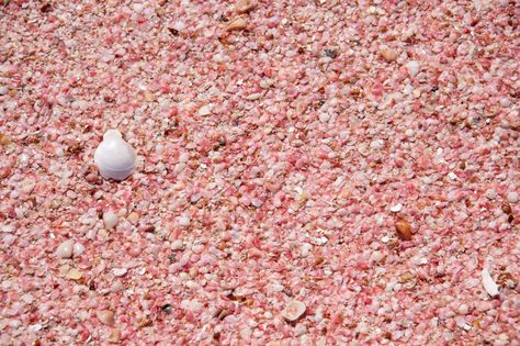 Barbuda's Pink Beach is made of crushed pink shells. Beautiful and rare to find beaches like this. #antigua #barbuda #sunsets #caribbean #travelphotography #beautifulbeaches #pinkbeaches #turquoisewater Pink Shells, Pink Beach, Pink Sand, Antigua And Barbuda, Turquoise Water, The Princess, Best Photos, Beautiful Beaches, Red Peppercorn