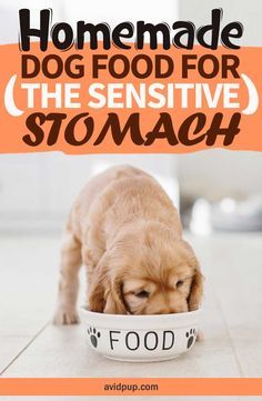 Homemade Dog Food For Digestive Problems, Dog Food For Sensitive Stomachs, Homemade Dog Food For Sensitive Stomachs, Food Recipes For Dogs, Low Fat Dog Food, Food For Sensitive Stomach, Home Cooked Dog Food, Recipes For Dogs, Dog Food Homemade