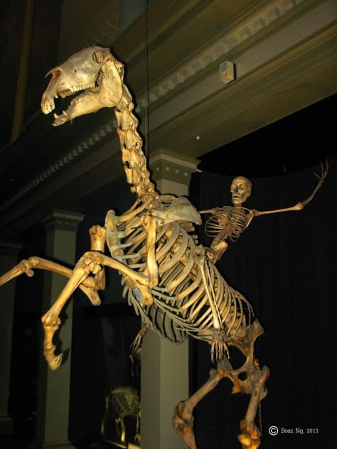 Skeleton human riding a skeleton horse Skeleton Memes, Skeleton Pics, Silly Skeleton, Animal Skeletons, Vulture Culture, Skulls And Bones, Funny Skeleton, Animal Anatomy, Animal Bones