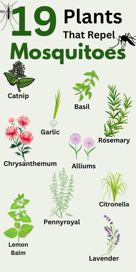 My porch has no screens so I use mosquito repellent plants to keep pesky and irritating insects away. Here is the list of 19 plants that repel mosquitoes! Mosquito Repellent Plants, Plants That Repel Mosquitoes, Insect Repellent Plants, Bug Spray Recipe, Mosquito Plants, Repellent Plants, Natural Mosquito Repellant, Mosquito Repelling Plants, Fly Repellant