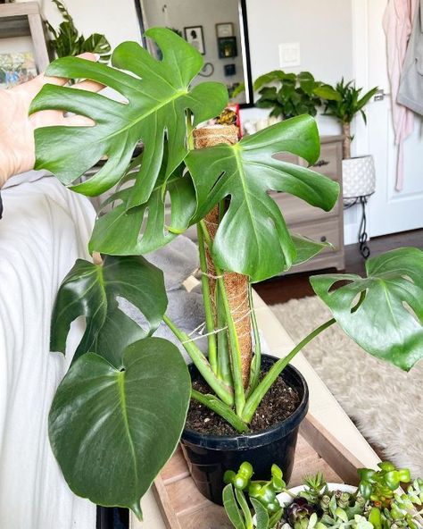 To attach Monstera to a moss pole, you need to prepare some lanyard, nylon, or plastic. You cut them into short pieces, then tie the tree to it, and leave a distance of 3 cm for each node. Monstera Plant Care, Moss Pole, Large Indoor Plants, Plant Ties, Succulent Garden Design, Potted Plants Outdoor, Plant Care Houseplant, Inside Plants, Indoor Plant Care