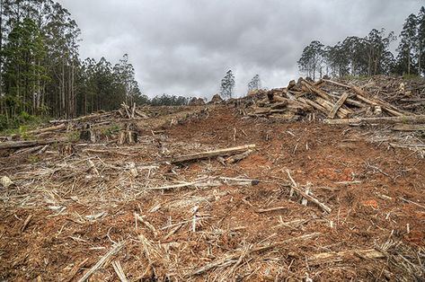 Habitat Loss | Reading | EnglishClub Grassland Habitat, Mangrove Swamp, Modern Agriculture, Coral Bleaching, Habitat Destruction, Natural Ecosystem, Yarra Valley, Endangered Animals, Forest Fire