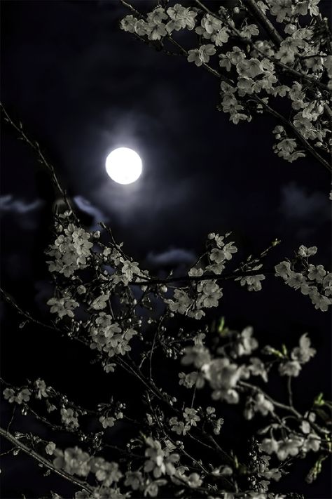 Moon Between Trees, Cherry Blossom Night, Night Cherry Blossom, Look Up In The Sky, Home Screen Wallpaper Hd, Garden Night, Garden At Night, Moonlight Photography, Romantic Wallpaper