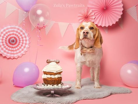 Pink and purple birthday dog photoshoot in studio. Photoshoot With Balloons, Dog Birthday Photoshoot, Pink And Purple Birthday, Photoshoot Decor, Dog Boutique Ideas, Contemporary Studio, Birthday Dog, Dog Photoshoot, Purple Birthday