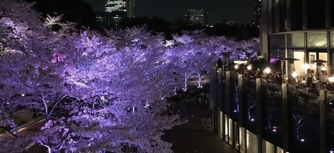 Profile Matching, Blossom Aesthetic, Purple Tree, Cute Tiny Tattoos, Discord Banner, Purple Trees, Discord Server, Purple Aesthetic, Tiny Tattoos