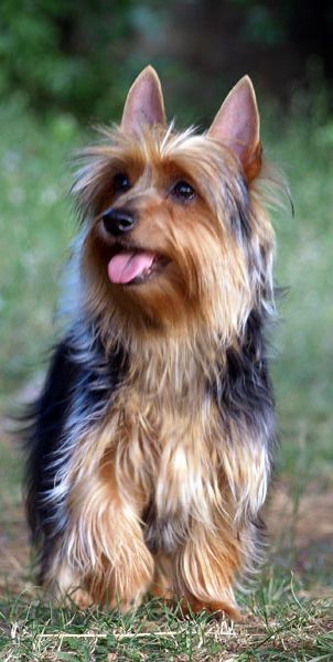 Australian Silky Terrier                                                                                                                                                                                 More Australian Dog Breeds, Australian Silky Terrier, Australian Terrier, Yorkie Terrier, Silky Terrier, Terrier Breeds, Boston Terrier Puppy, Yorkshire Terrier Puppies, Terrier Puppies