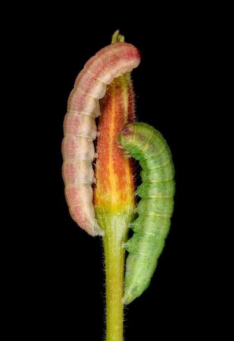 Evening Primrose Caterpillar Grub Worms, Goldenrod Flower, Primrose Flower, Evening Primrose, Seed Pods, Butterfly Garden, Front End, Caterpillar, Bright Pink