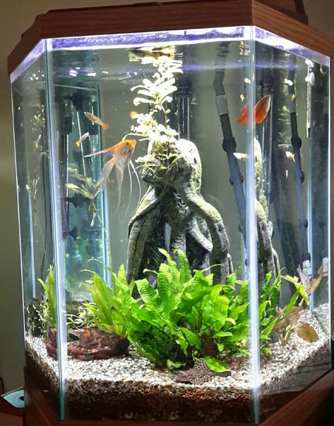 Hexagon Aquarium Ideas, Angel Fish Tank Ideas, Hexagon Fish Tank, Hexagon Aquarium, Angelfish Aquarium, Angel Fish Tank, Aqua Aesthetic, Fish Aesthetic, Fish Aquarium Decorations