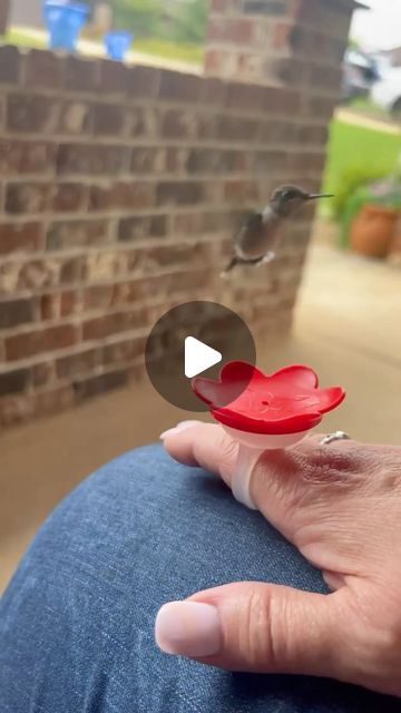 James Spann on Instagram: "From Dianna Penn “Hi James! We have a baby hummingbird that’s taken a liking to us in Prattville”" Baby Hummingbirds, Grab Bag, Hummingbirds, Having A Baby, Tattoos, On Instagram, Instagram