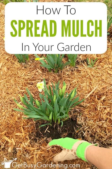 Did you know that laying mulch in your flower beds, vegetable garden, and around your trees helps create a healthy, weed free environment for your plants to thrive? My guide contains all the tips for spreading mulch a beginning gardener could need: from the difference between organic and hardwood mulches, to when and how to apply it to the plants you grow. I’ve included a 4 step process that’s simple to remember so you can apply mulch correctly, and understand how to maintain it over time. Michigan Landscaping, Veggie Gardens, Mulch Landscaping, Pergola Pictures, Making Plant Pots, Sustainable Gardening, Gardening Diy, Garden Steps, Garden Shrubs