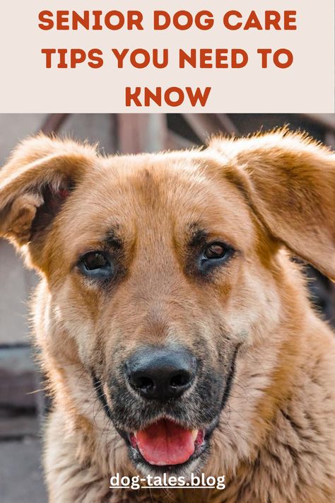 Worried about your senior dog's health? Get expert tips on elderly dog care, including dog nutrition and health advice. Save this pin to keep your senior dog thriving for years to come! 🐶 Healthy Dog Food Recipes For Senior Dogs, Elderly Dog Care Tips, Senior Dog Bucket List, Older Dogs Care Tips, Senior Dog Care Tips, Senior Dogs Care, Dog Emotions, Elderly Dogs, Living With Dogs