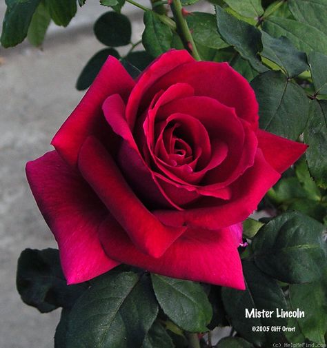 Mr Lincoln Rose Bush, Mr Lincoln Rose, Grandiflora Roses, Valentines Bouquet, Single Roses, Light Bringer, California Flowers, Flower Reference, Rose Reference