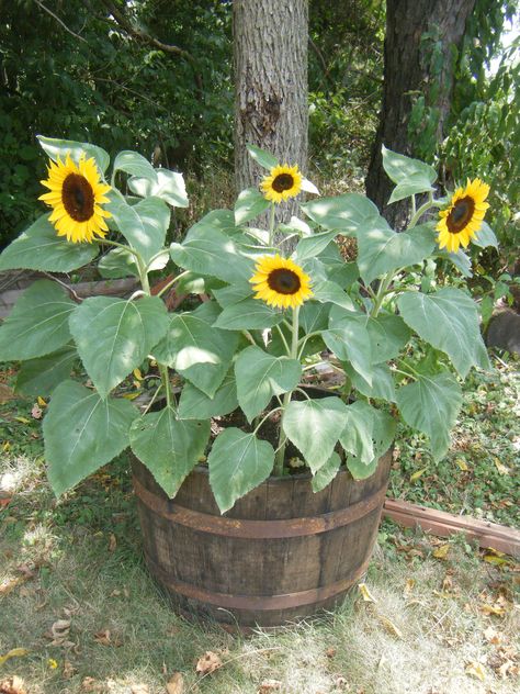 Dwarf Sunflowers.....I am in love. I planted these in three different types of pots. Small singular pot, larger plastic pot, and one of my burlap bag pot. Did great in all of them. Cutest in the Burlap bag though. I grew them from seed, something I played with a little more this year, and it worked out great. Definitely something for next year! Sunflowers In Containers, Grow Sunflowers, Whiskey Barrel Planter, Growing Sunflowers, Barrel Planter, Container Gardening Flowers, Sunflower Garden, 강아지 그림, Garden Containers