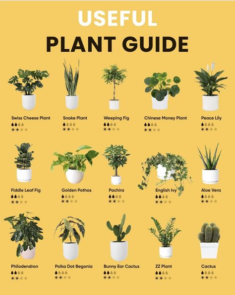 Plants Good For Cats, Indoor Planting Ideas, Plant Garden Ideas, Indoor Plants Ideas Decor, Indoor Plant Garden, Easy House Plants, Household Plants, Plant Care Houseplant, Green Oasis