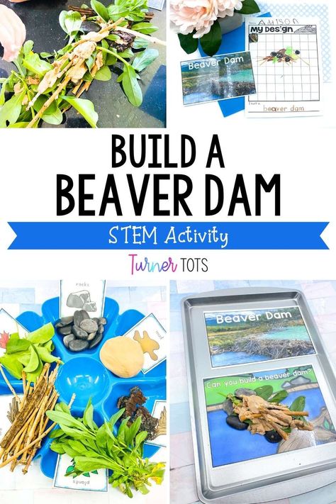 Habitat Stem Activities, Wetlands Preschool Activities, Pond Stem Activities, Animal Habitats Preschool Activities, Habitats Preschool Activities, Stem Animals Activities, Beaver Dam Craft, Pond Life Kindergarten Activities, Lake Animals Preschool