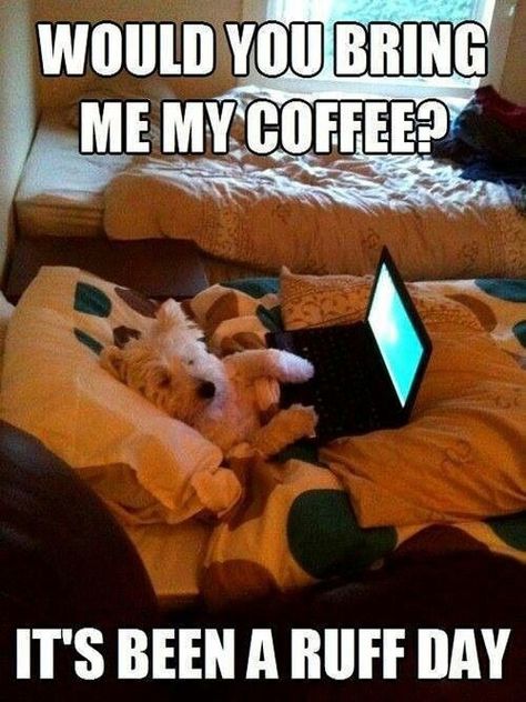 Coffee with you quotes cute memes animals quote coffee pets funny quotes Kitty Quotes, Humor Animal, Funny Dog Pictures, West Highland White Terrier, My Coffee, Watching Tv, Animal Quotes, Funny Animal Pictures, Dog Quotes