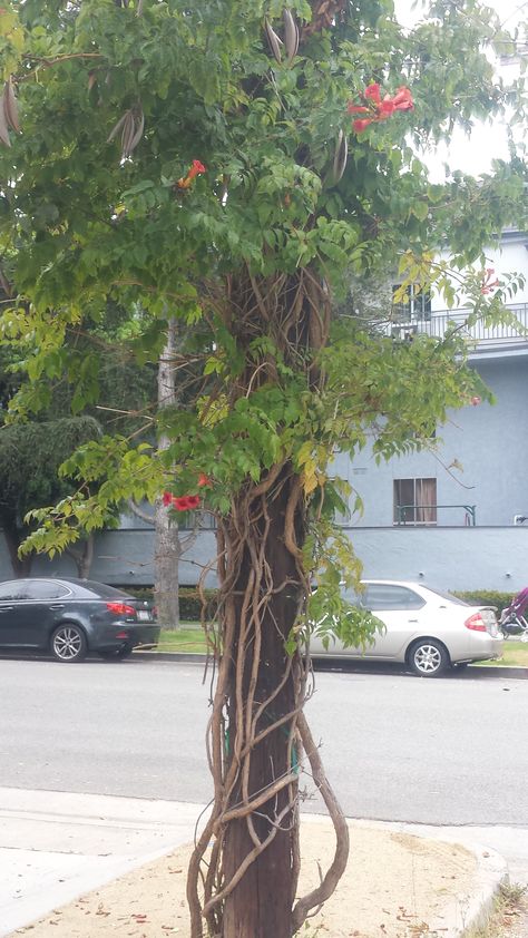 A Trumpet Vine growing on a telephone pole. Vines On Pillars, Vines Wrapping Around Pole, Vines Growing On House, Vine Structure, Wire Vine Plant, Patio Gardening, Telephone Pole, Trumpet Vine, Metal Pole