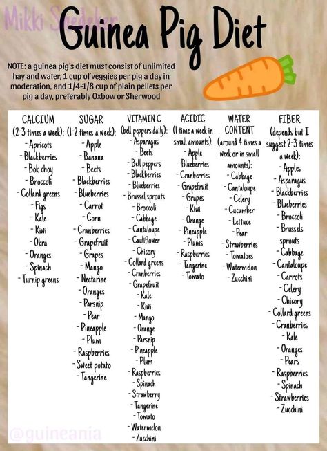 Guinea Pig Food Chart, Guinea Pig Diet Chart, Diy Guinea Pig Treats, Homemade Guinea Pig Treats, Guinea Pig Ideas, Guinea Pig Cage Ideas Diy, Aesthetic Guinea Pig Cage, Guinea Pig Snacks, Guinea Pig Names