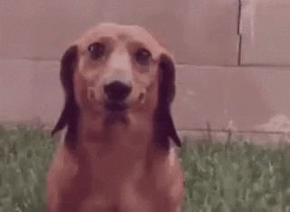 26 Titillating GIFs for a Good Time - Funny Gallery Awkward Gif, Funny Face Gif, Smile Gif, Smiling Dogs, Gif Pictures, Funny Dog Videos, Good Smile, You Funny, Funny Faces