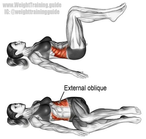 See this Instagram photo by @weighttrainingguide • 1,184 likes Oblique Twist, Psoas Major, Quadratus Lumborum, Psoas Release, Core Exercise, Oblique Workout, Crunches Workout, Exercise Routines, Best Abs