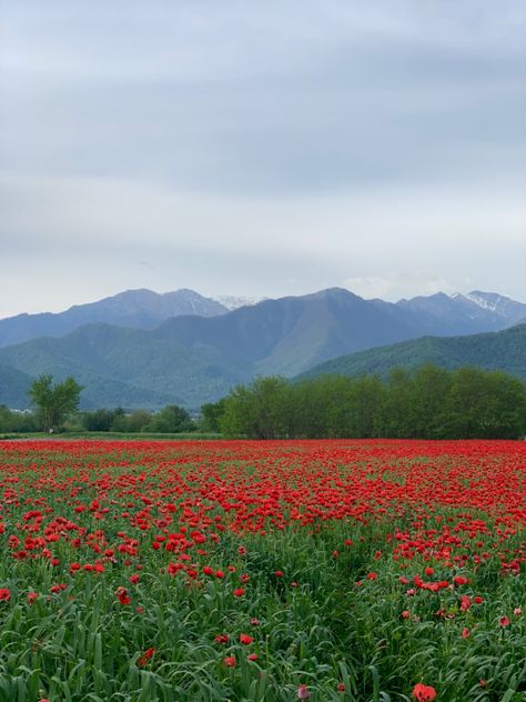 #nature #flowers #tulips #mountains #georgia Mountain Flowers, Flowers Tulips, Rose Bush, Nature Flowers, Mountain View, Red Flowers, Tulips, Georgia, Flowers