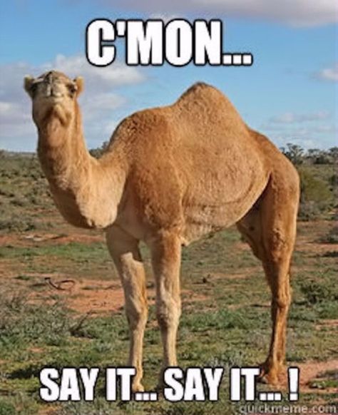 17 Hilarious Hump Day Memes To Help You Get to the Weekend | Best Life Hump Day Meme, Hump Day Quotes, Wednesday Memes, Wednesday Hump Day, Hump Day Humor, Wednesday Humor, Happy Wednesday Quotes, Animal Totems, Funny Happy