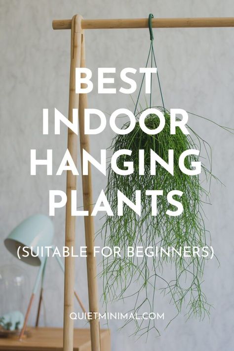 best indoor hanging plants Trailing Plants Indoor, Indoor Plant Aesthetic, Home Plants Indoor, Plant Organization, Plants Ideas Indoor, Best Indoor Hanging Plants, Home Plant Decor, Indoor Hanging Plants, Hanging Indoor Plants