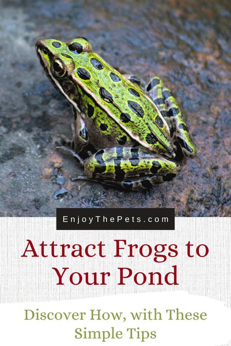 Pond Creatures, Estate Grounds, Creature Tattoo, Pond Habitat, Frog Habitat, Sheep Farming, Wildlife Pond, Sustainable Homestead, Diy Woodland