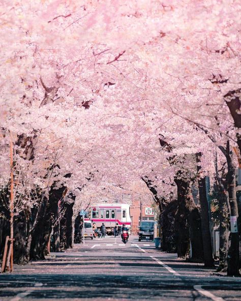 Spring In Japan, Japan Cherry Blossom, Japan Sakura, Japanese Sakura, Japanese Temple, Beginning Of Spring, Japan Street, Cherry Blossom Season, Sakura Tree