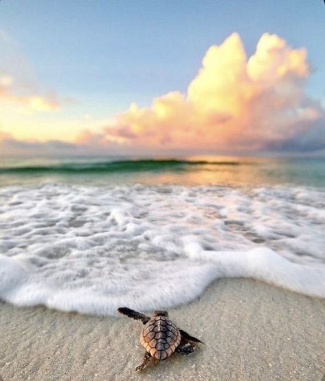 Beach Aesthetic Turtle, Sea Turtle Aesthetic, Turtle Pictures, Country Pictures, Sea Turtle Pictures, Turtle Wallpaper, Season Aesthetic, Baby Sea Turtles, Summer Wallpapers