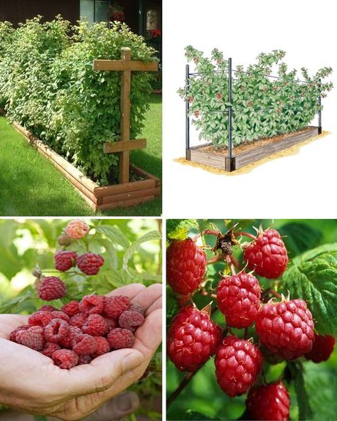 Raspberry Garden Ideas, Raspberry Garden, Grow Banana Tree, Raspberry Canes, Potato Tower, Growing Raspberries, Raspberry Plants, Growing Carrots, Landscape Flowers