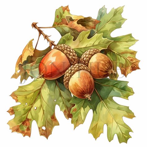 Acorn Clipart, Acorn Painting, Confectionery Design, Autumn Clipart, Sweet Delights, China Painting, Cool Things, Watercolor Leaves, Oak Leaf