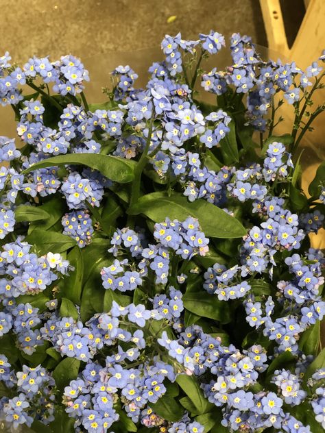 Forget-me-knots March 2020 Forget Me Knots, March Flowers, Dont Forget Me, Forget Me Nots, Aesthetic Things, Forget Me Not, My Flower, Pretty Flowers, Flowers Bouquet